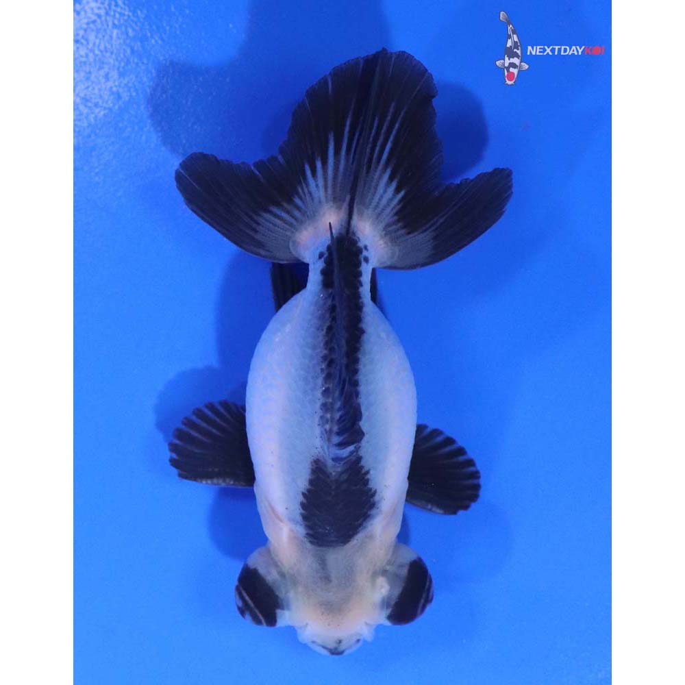 3.5” Imported Male Panda Telescope Fantail