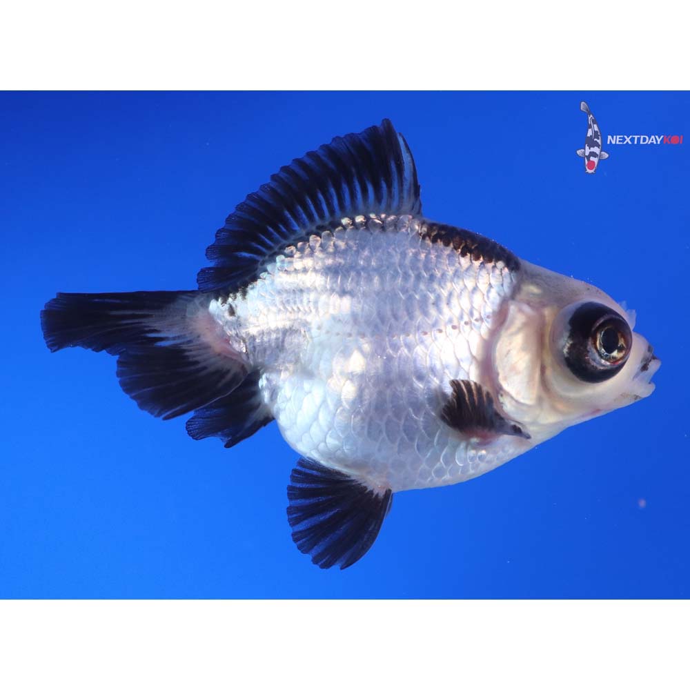3.5” Imported Male Panda Telescope Fantail