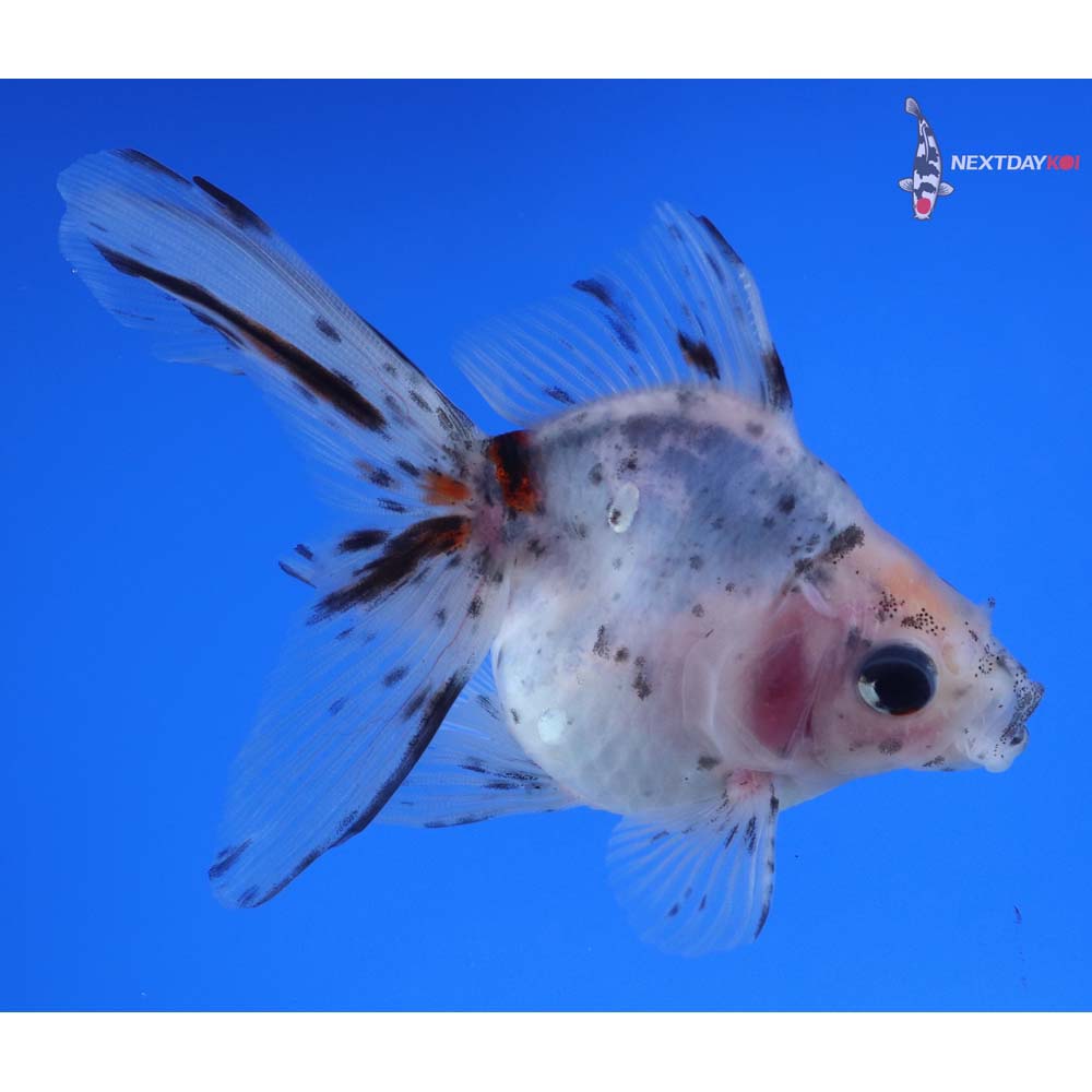 4” Imported Calico Ryukin