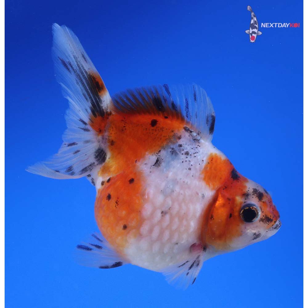 4” Imported Calico Pearlscale