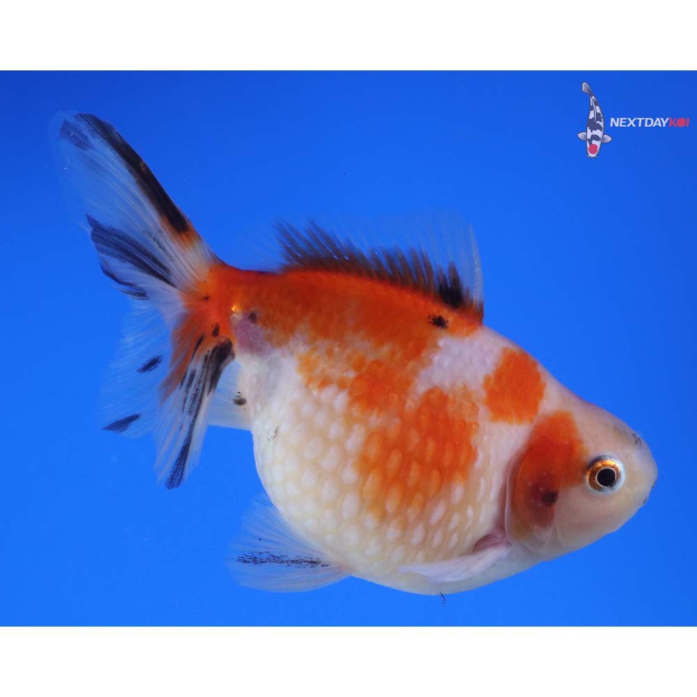 4” Imported Calico Pearlscale