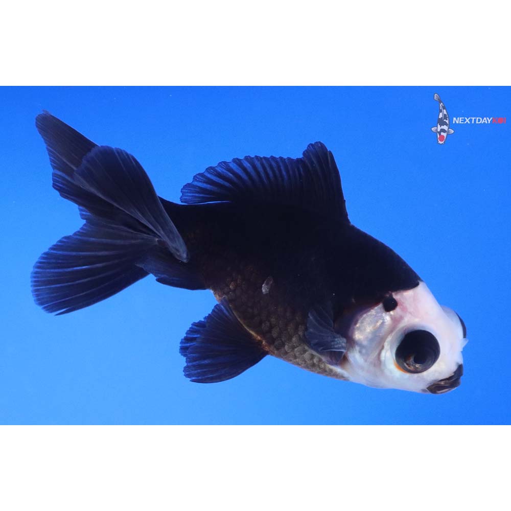 4” Imported Male Panda Telescope Fantail