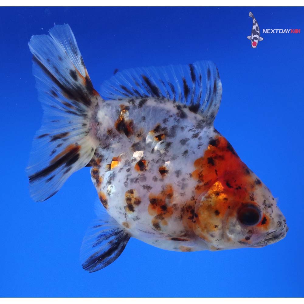 4.5” Imported Calico Ryukin