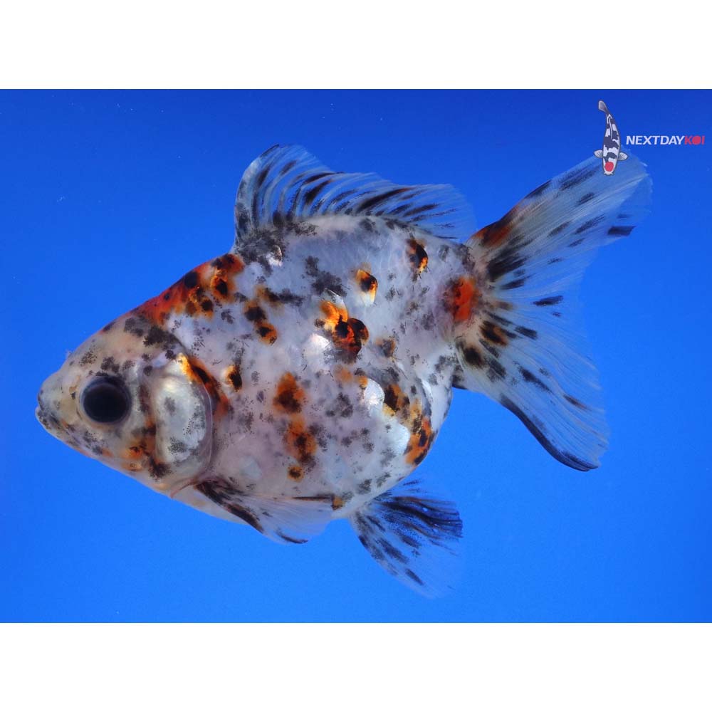4.5” Imported Calico Ryukin