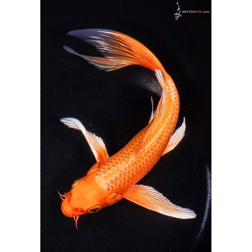 7.5” Imported Orenji Ogon Butterfly Koi