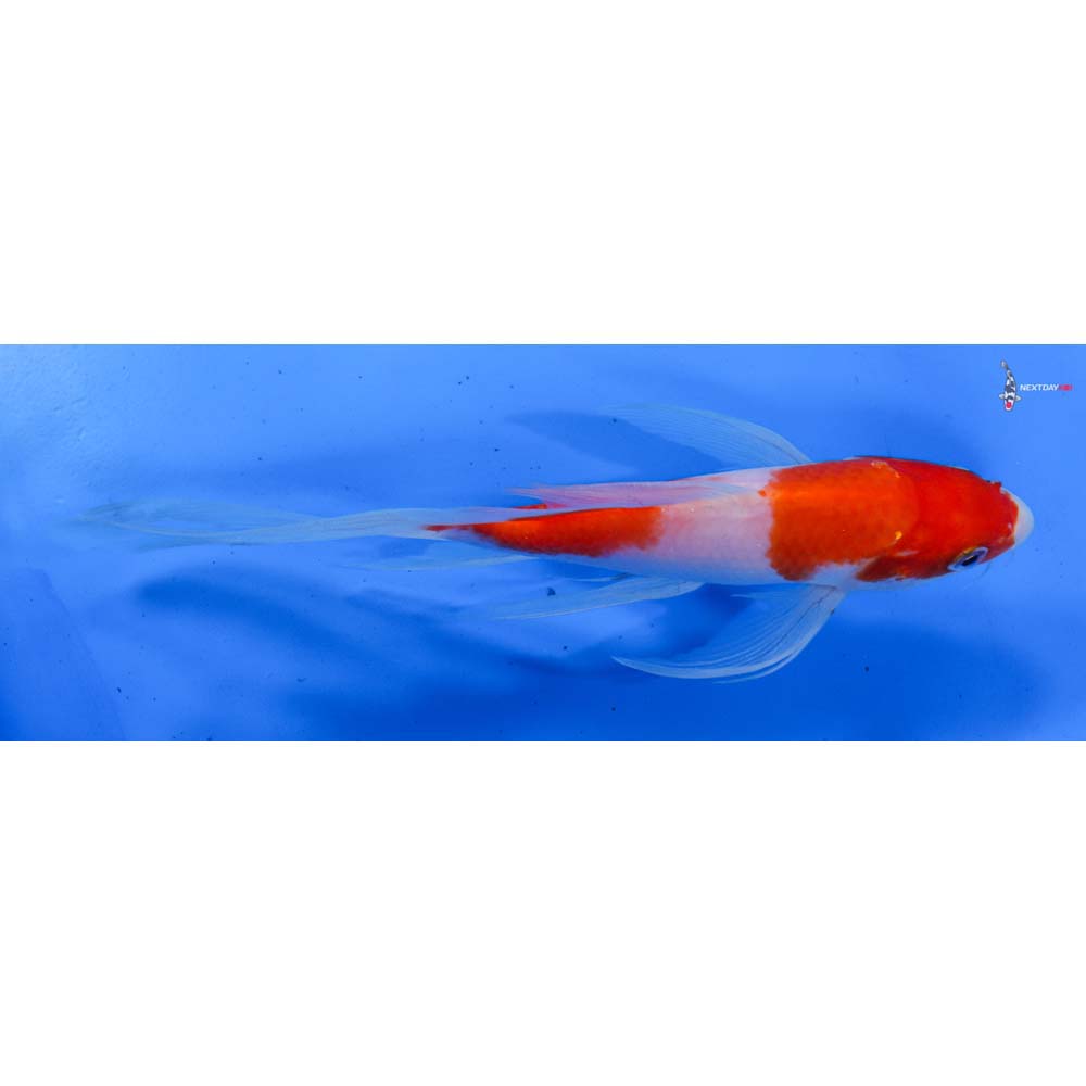 8” Imported Kohaku Butterfly Koi
