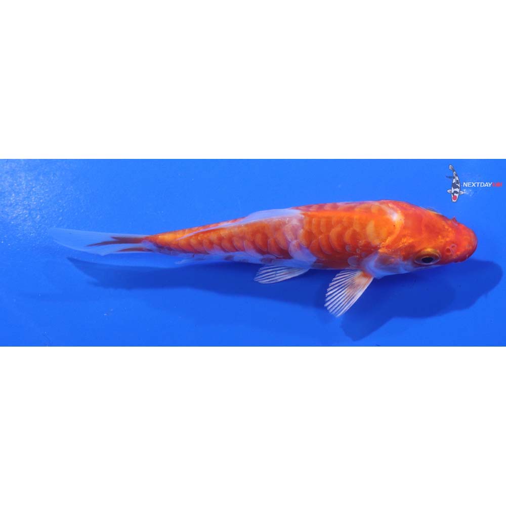 4.5” Imported Armor Scaled Hariwake