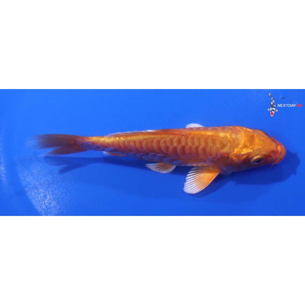 5” Imported Armor Scaled Orenji Ogon