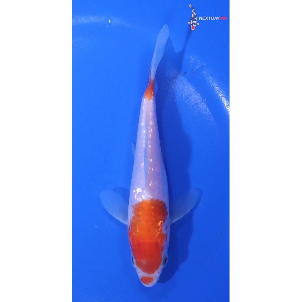 5” Imported Gin Rin Kohaku