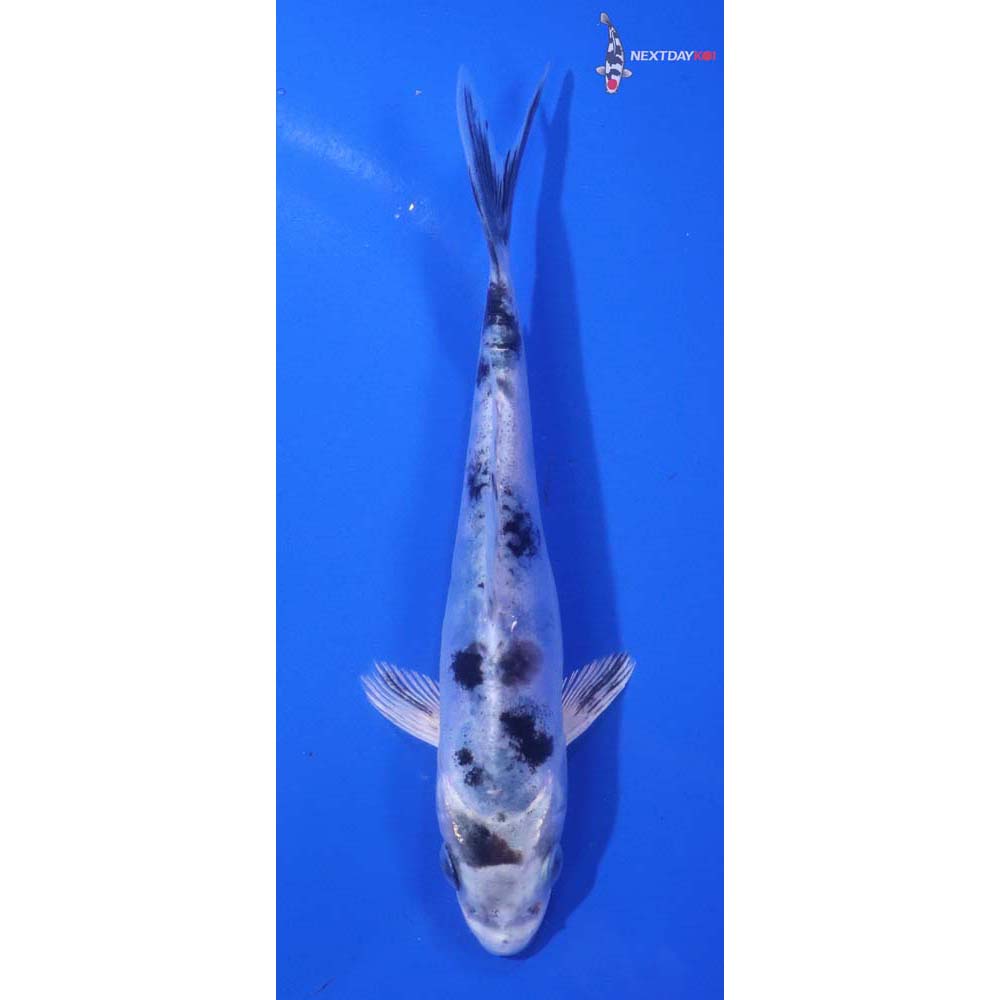 5” Imported Doitsu Gin Shiro Bekko