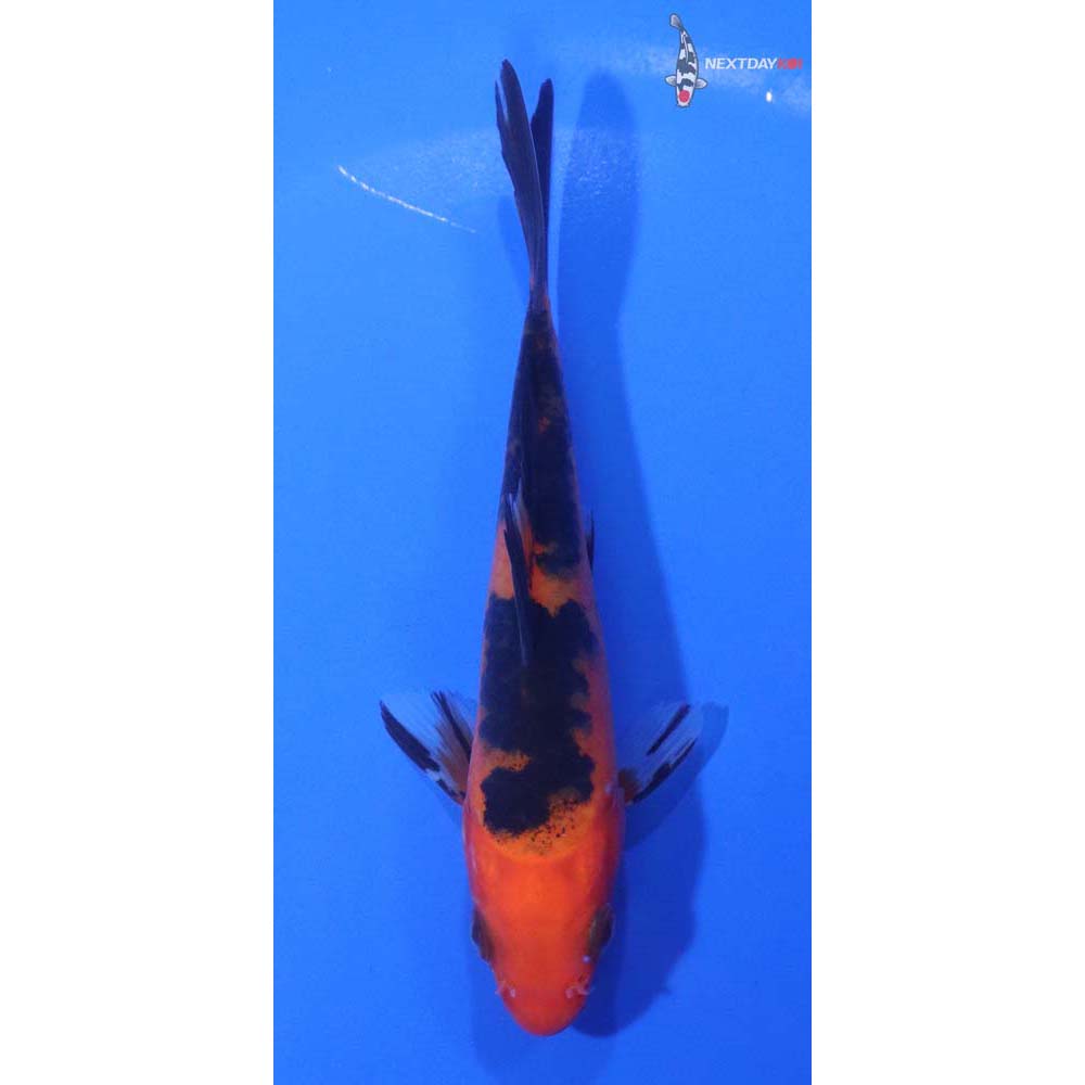 4.5” Imported Aka Bekko