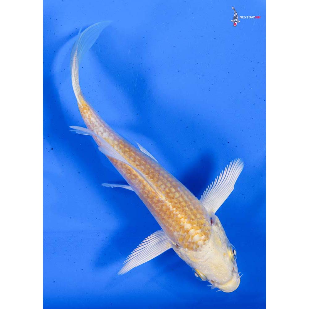 4” Imported Lemon Hariwake Butterfly Koi