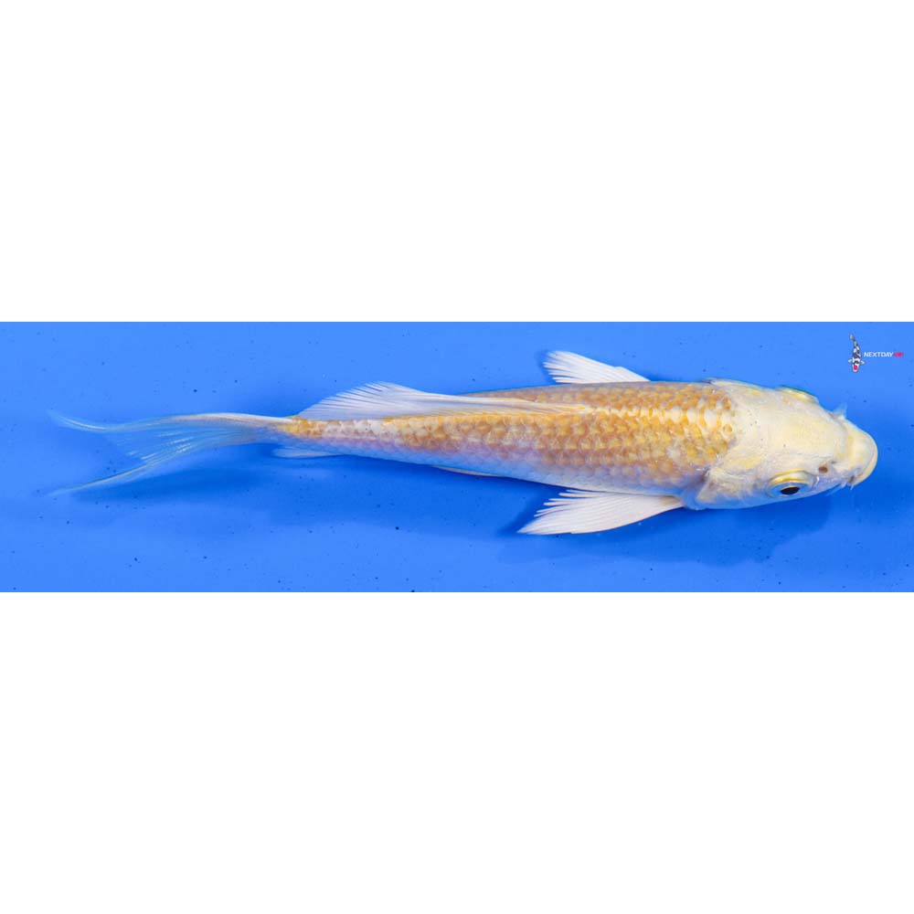 4” Imported Lemon Hariwake Butterfly Koi