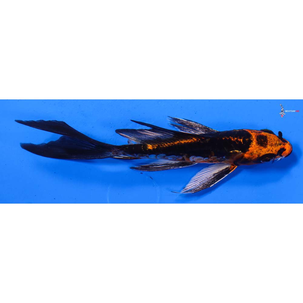 5” Imported Kin Kikokuryu Butterfly Koi