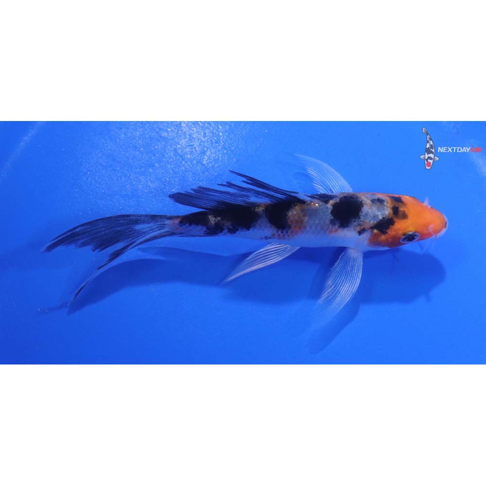 4.5” Imported Yamato Nishiki Butterfly Koi