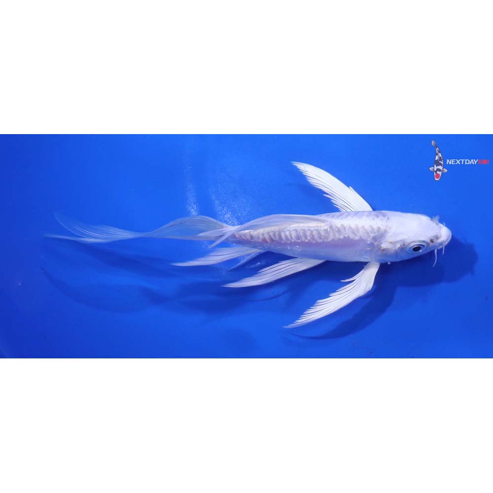 5” Imported Doitsu Platinum Ogon Butterfly Koi