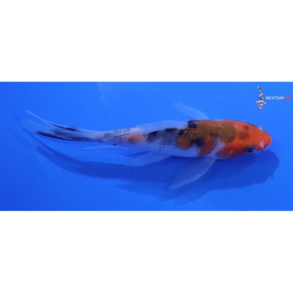 4” Imported Sanke Butterfly Koi