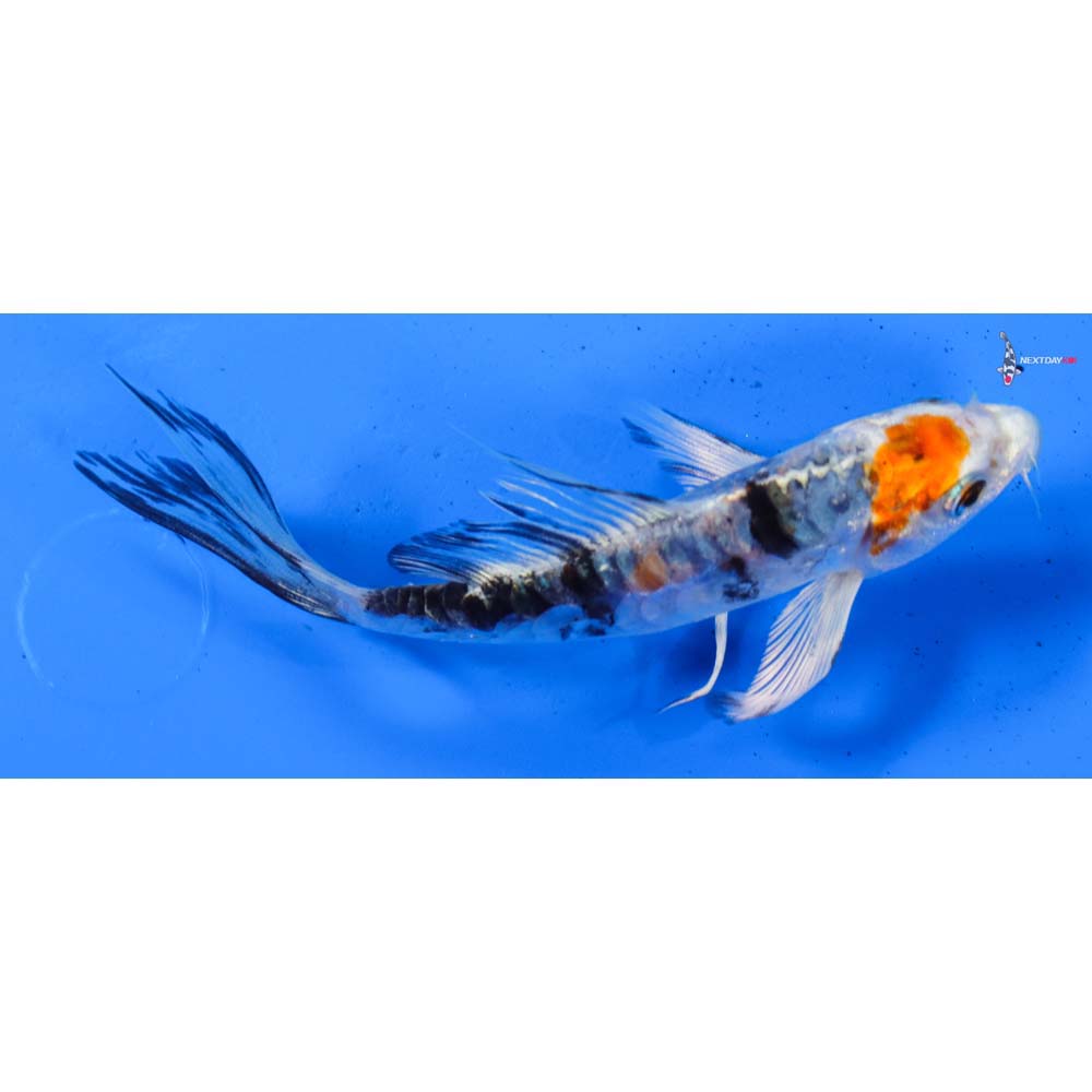 5” Imported Heisei Nishiki Butterfly Koi