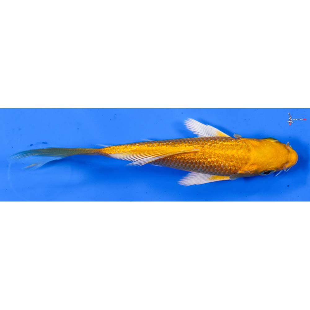 4” Imported Gin Rin Orenji Ogon Butterfly Koi