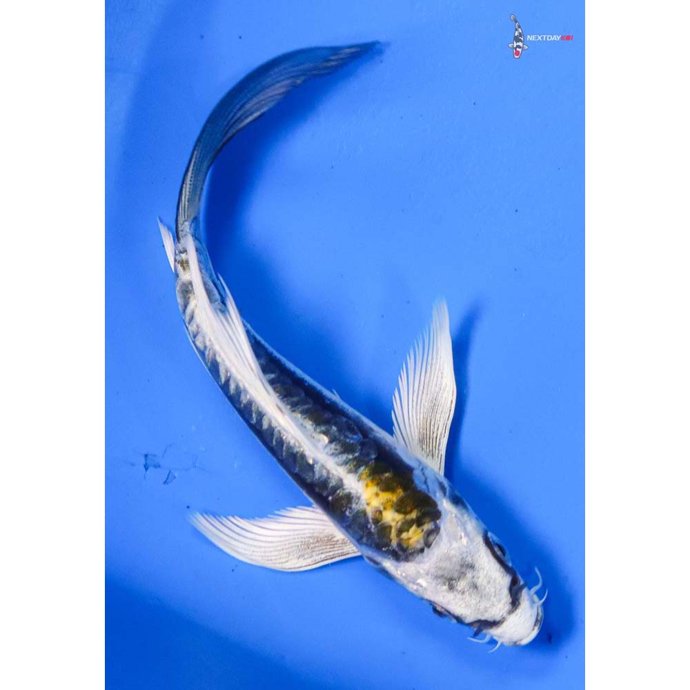 4.5” Imported Kin Kikokuryu Butterfly Koi