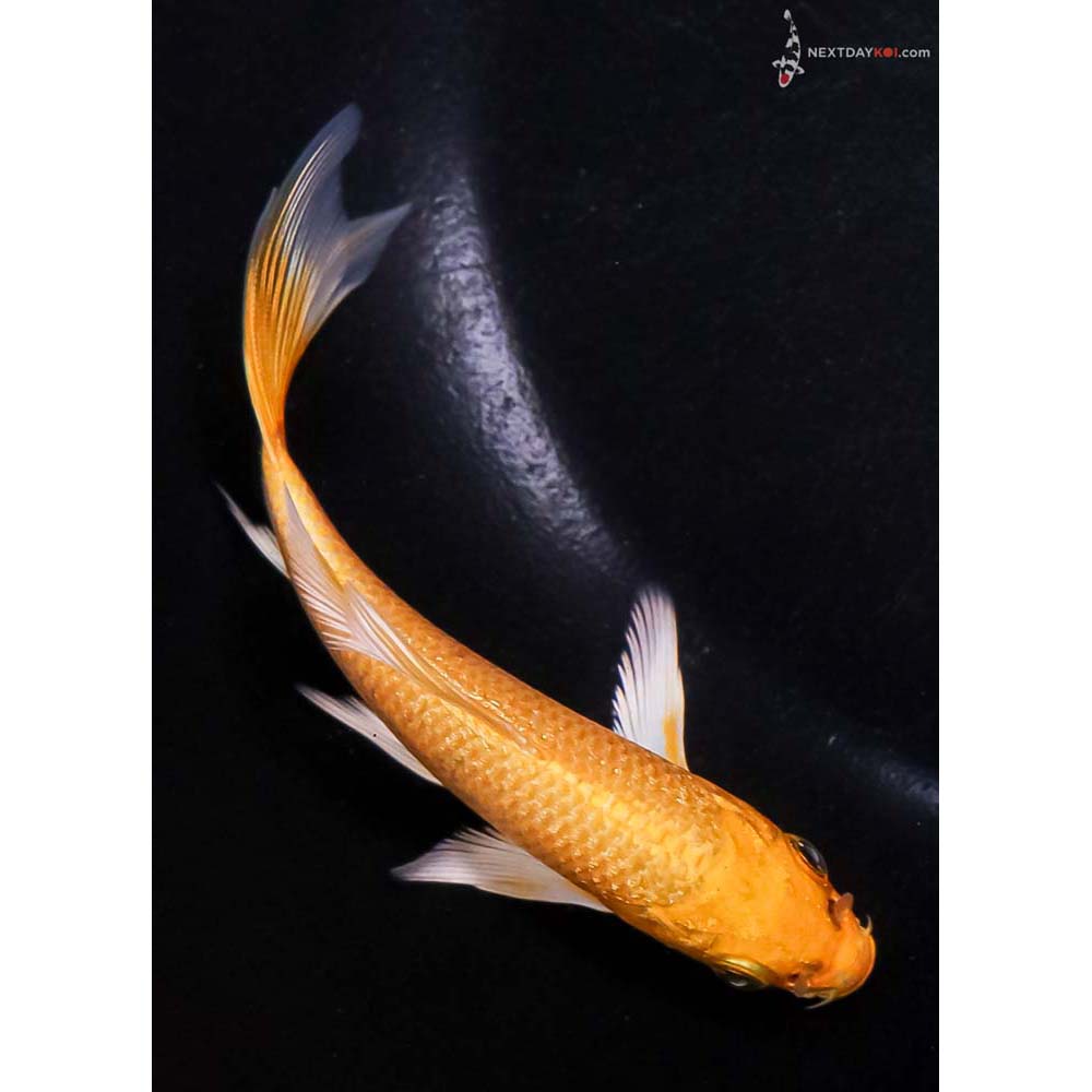 4.5” Imported Yamabuki Ogon Butterfly Koi