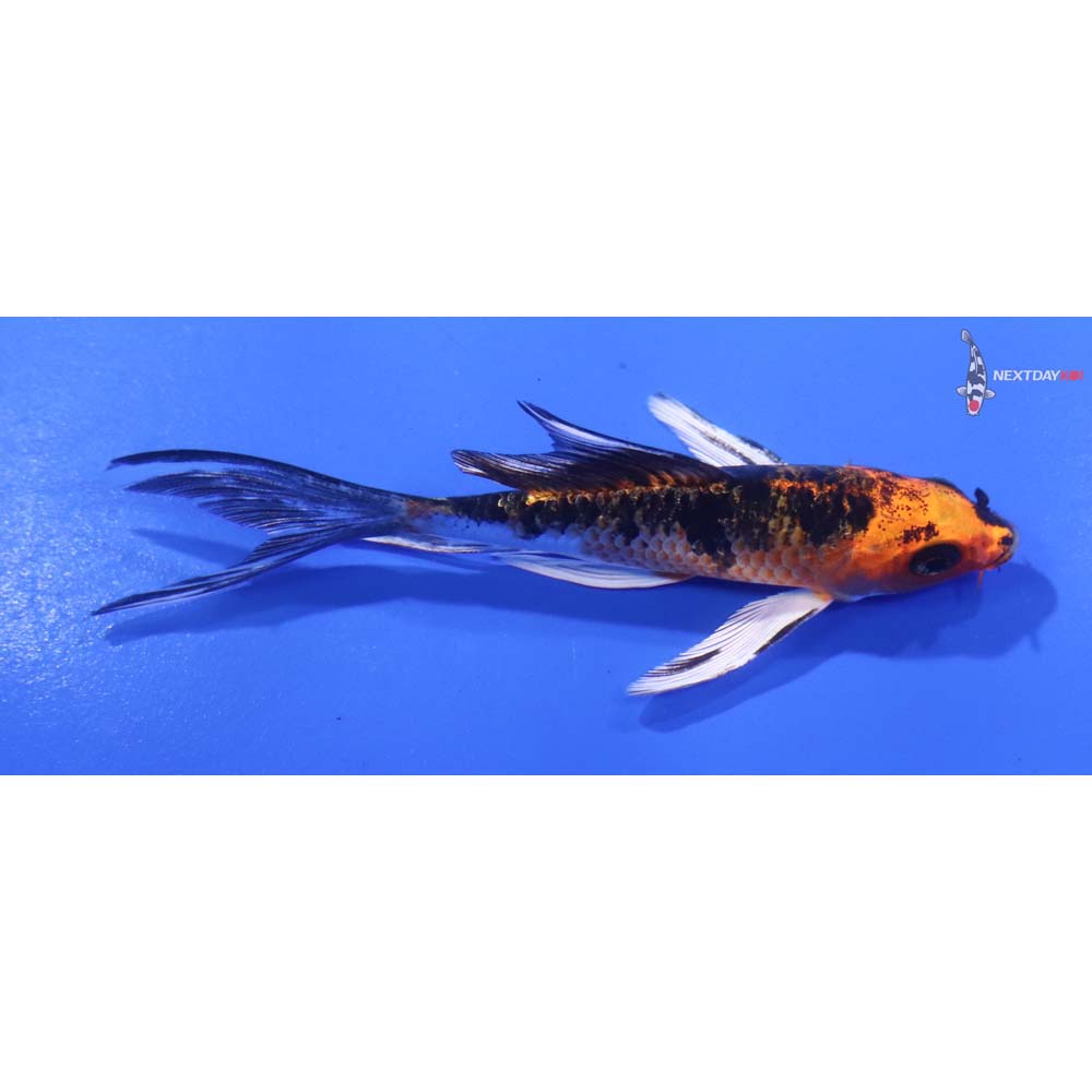 4” Imported Yamato Nishiki Butterfly Koi