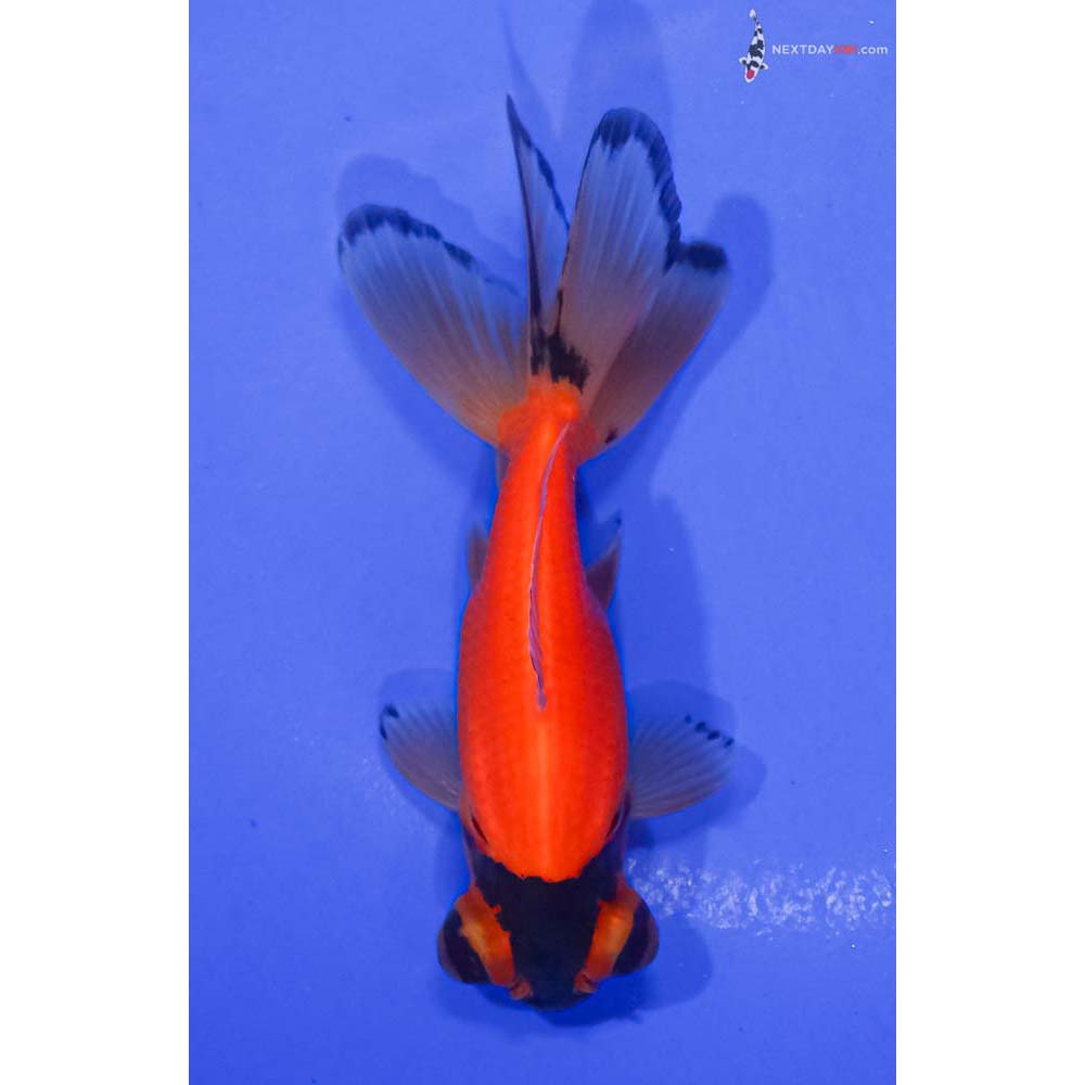 3.5” Imported Red and Black Telescope Fantail