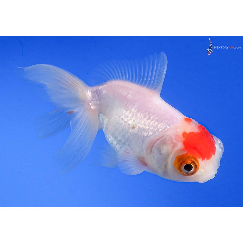 3.5” Imported Red and White Telescope Fantail