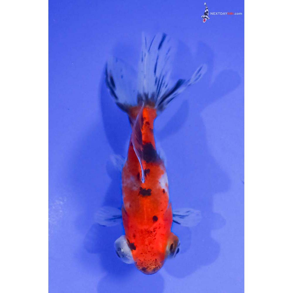 3.5” Imported Calico Telescope Fantail