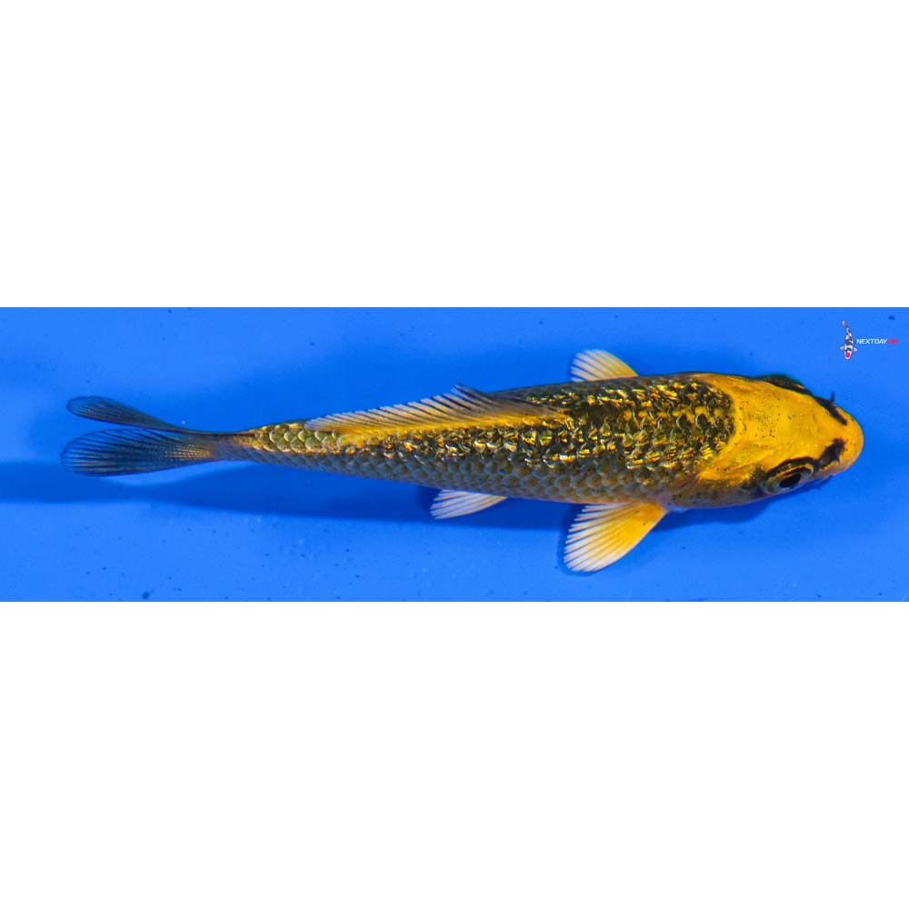 3” Imported Gin Rin Orenji Matsuba