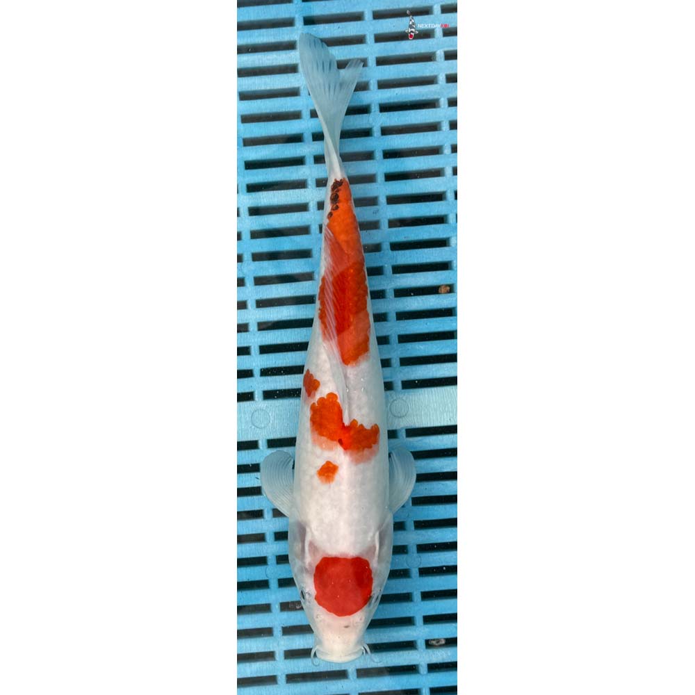 12-14” Imported Maruten Sanke