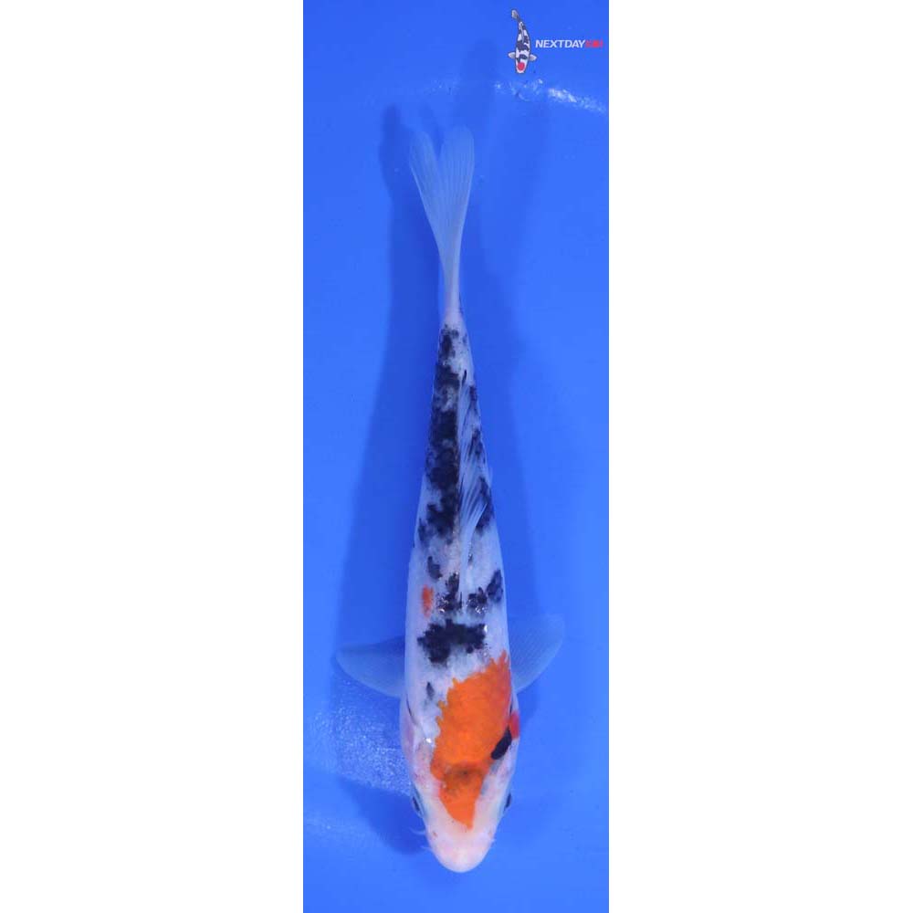 6” Imported Sanke