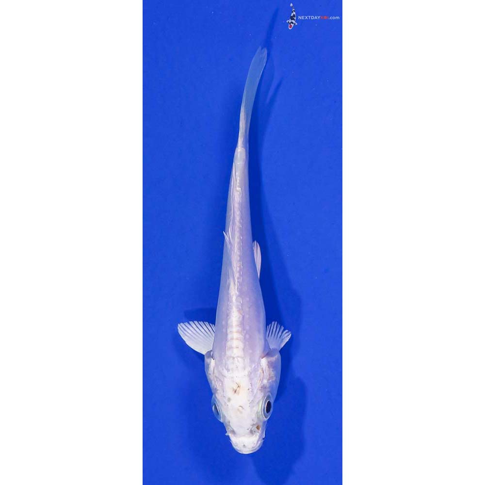 4” Imported Doitsu Platinum Ogon