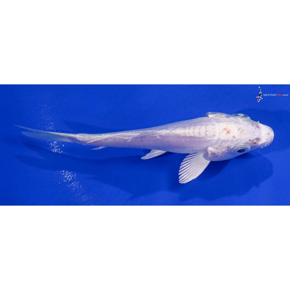 4” Imported Doitsu Platinum Ogon