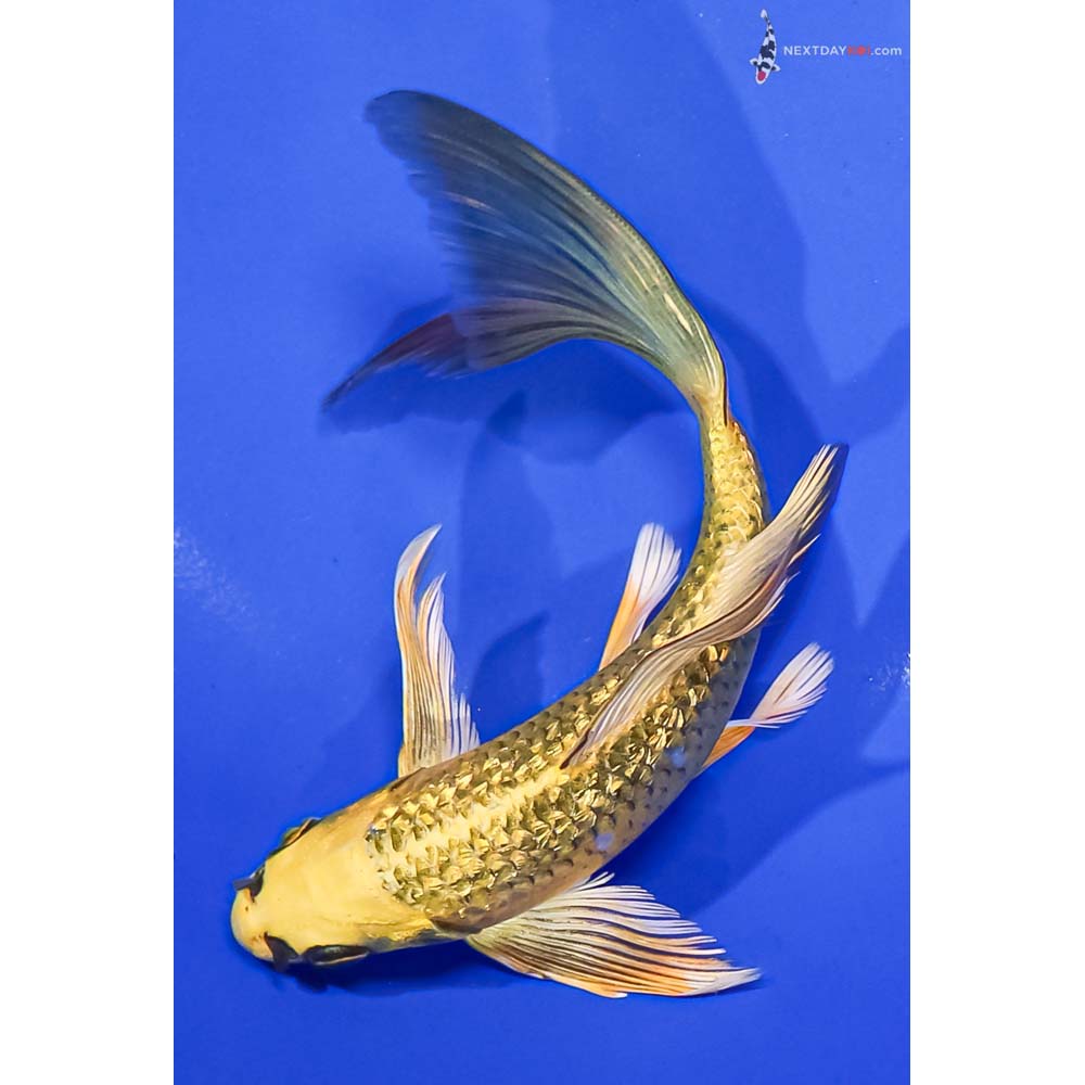 6.5” Imported Gin Rin Ki Matsuba Butterfly Koi