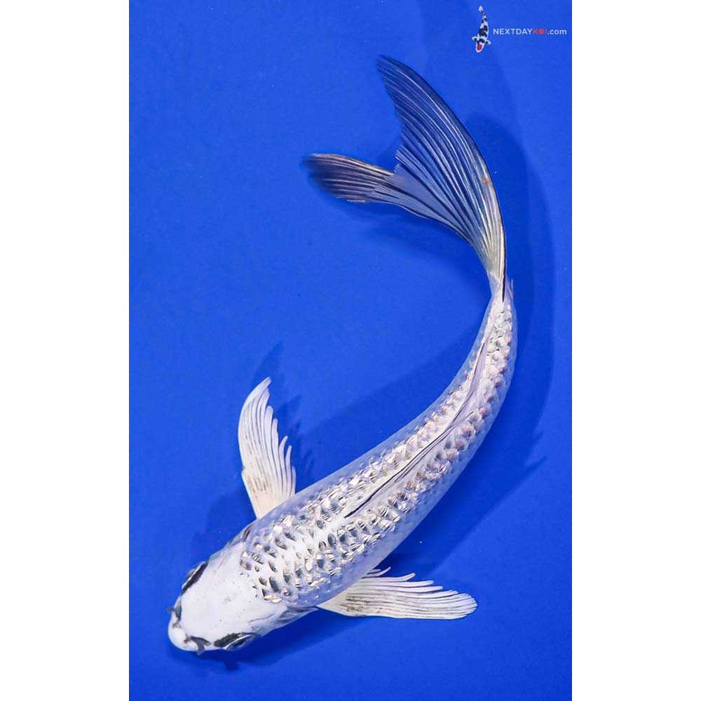 7” Imported Gin Rin Gin Matsuba Butterfly Koi