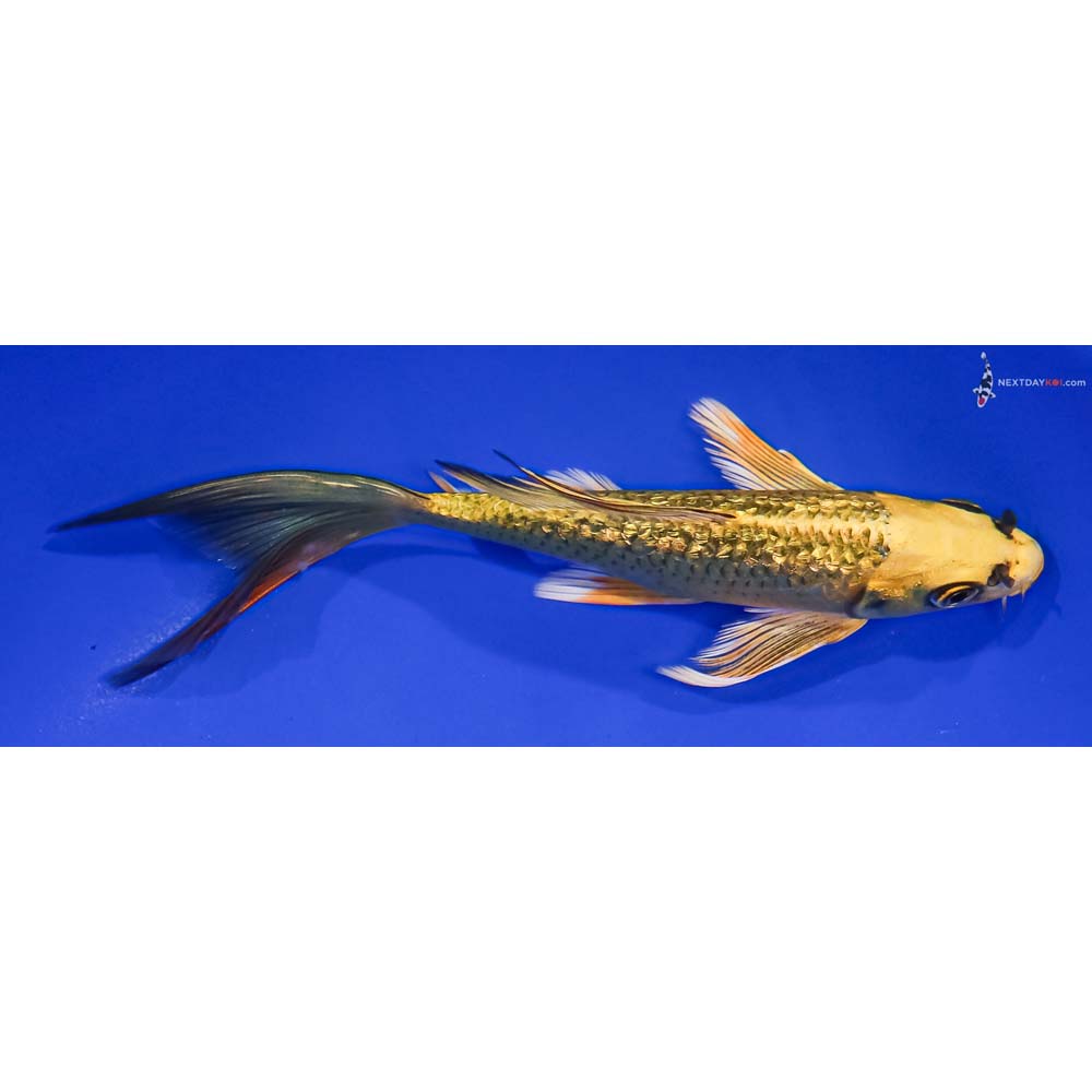 6.5” Imported Gin Rin Ki Matsuba Butterfly Koi