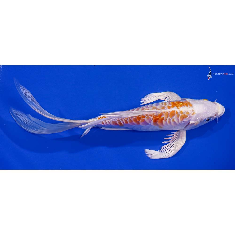 7” Imported Armor Scaled Hariwake Butterfly Koi