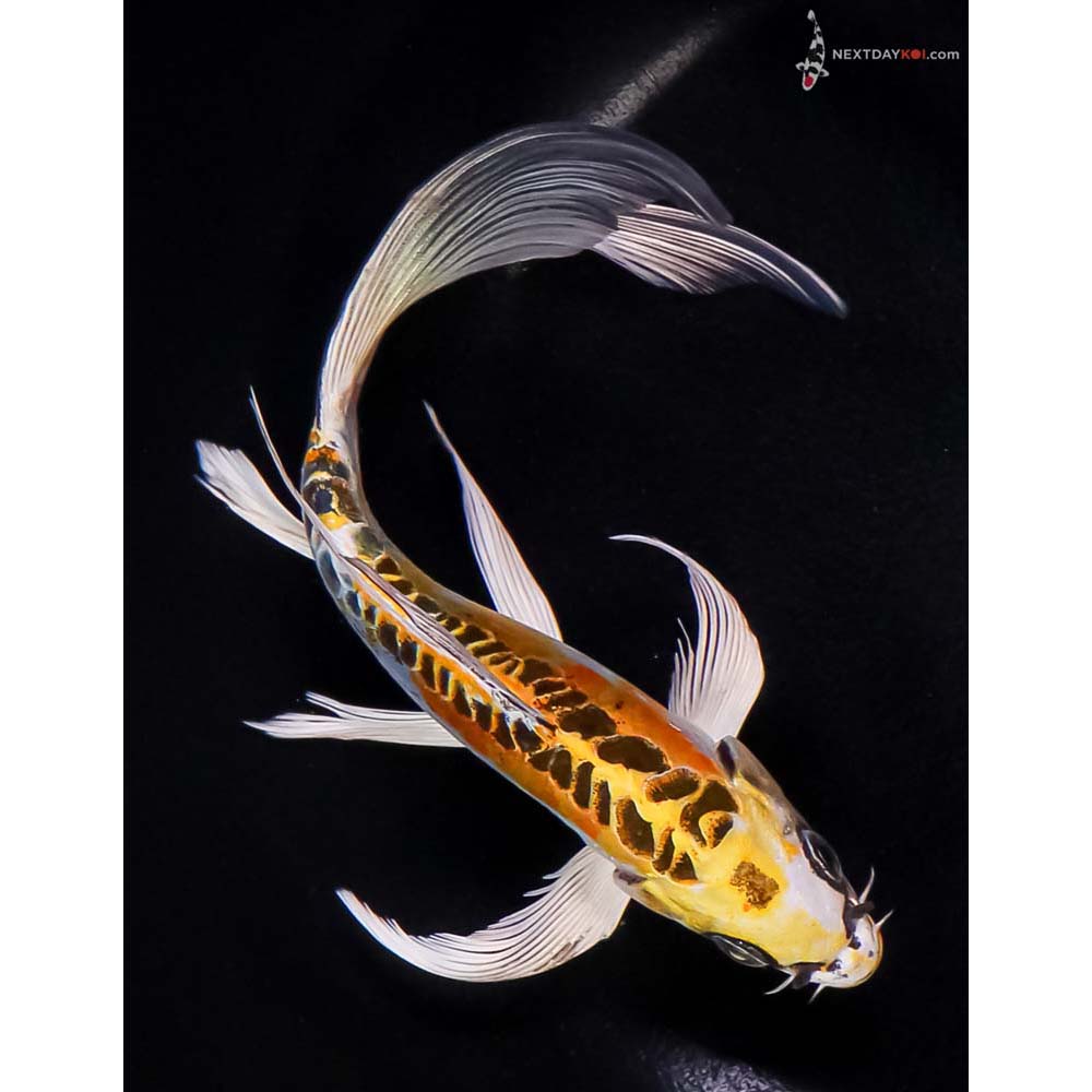 7.5” Imported Doitsu Kujaku Butterfly Koi
