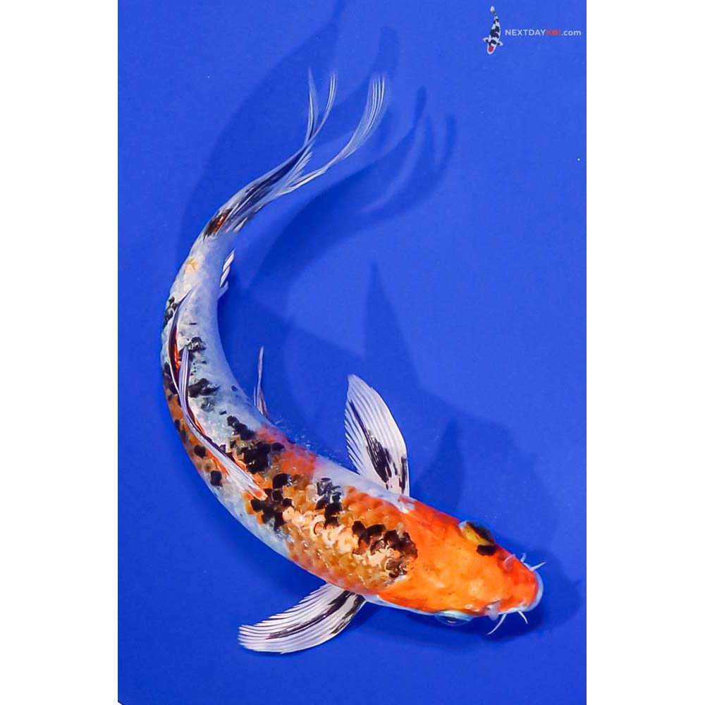 6.5” Imported Yamato Nishiki Butterfly Koi