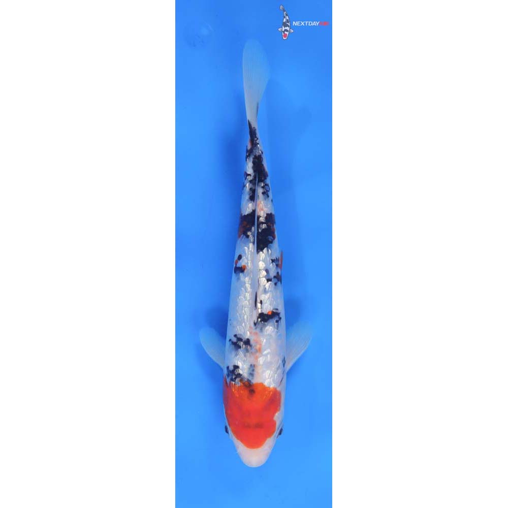 9” Imported Gin Rin Sanke