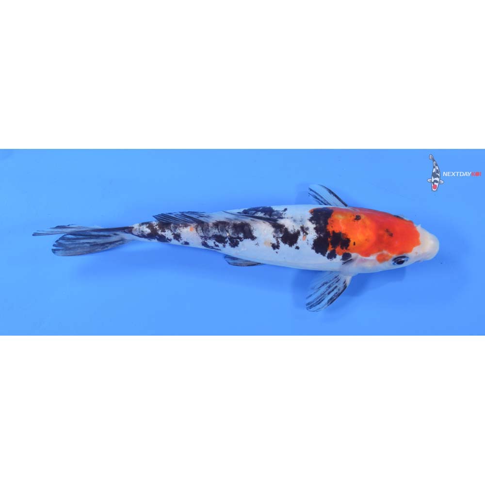 9” Imported Doitsu Sanke