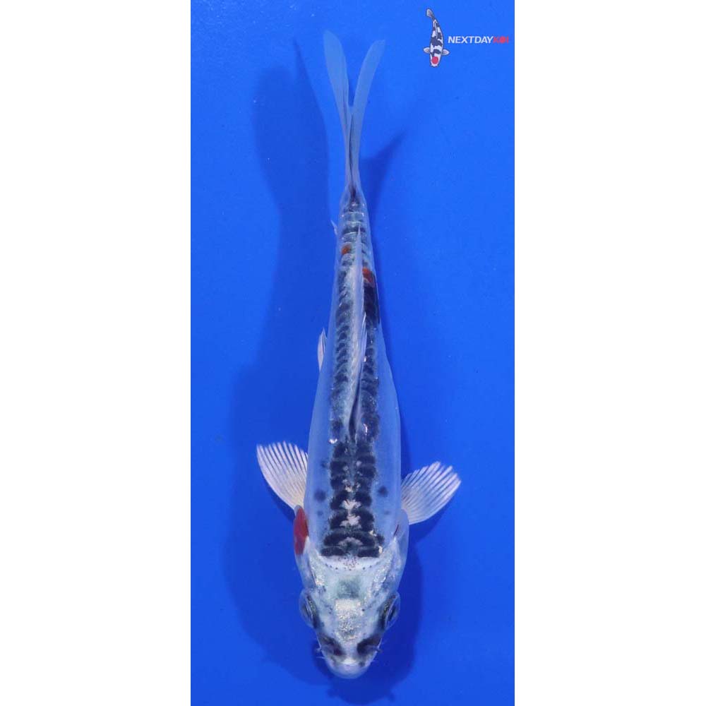 4.5” Imported Doitsu Kujaku