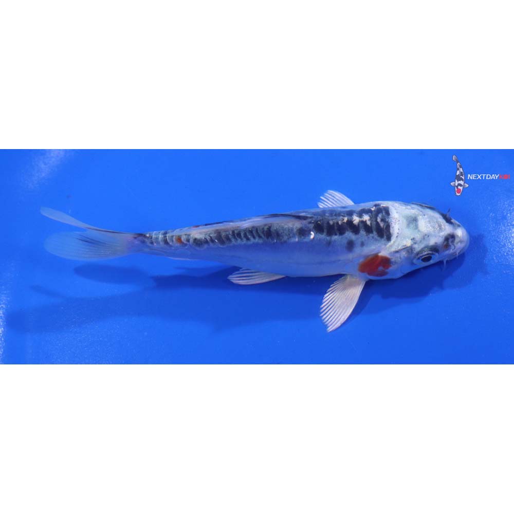 4.5” Imported Doitsu Kujaku