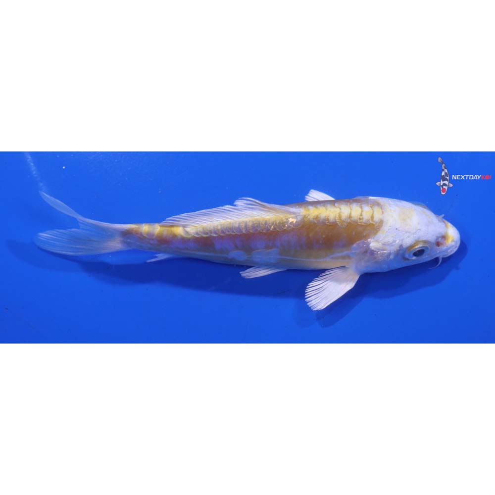 4.5” Imported Doitsu Lemon Hariwake