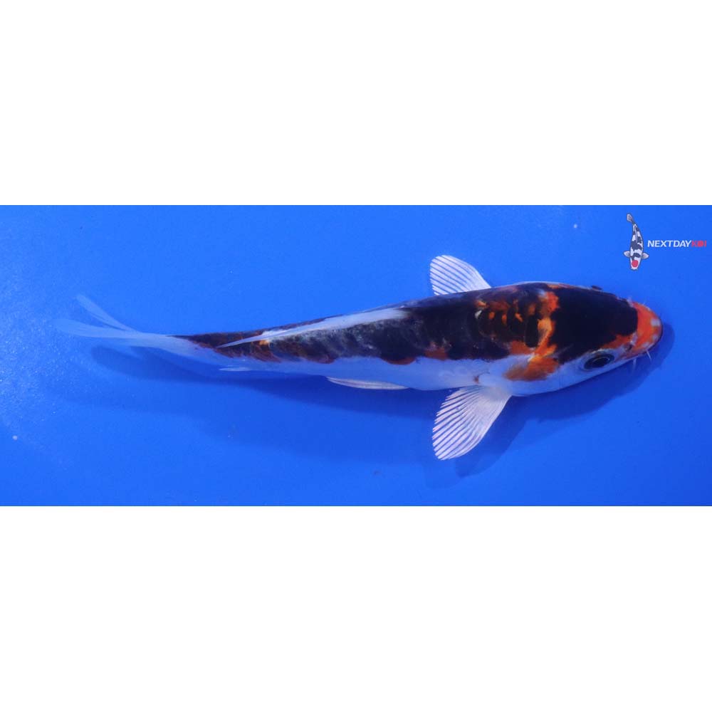 5” Imported Heisei Nishiki