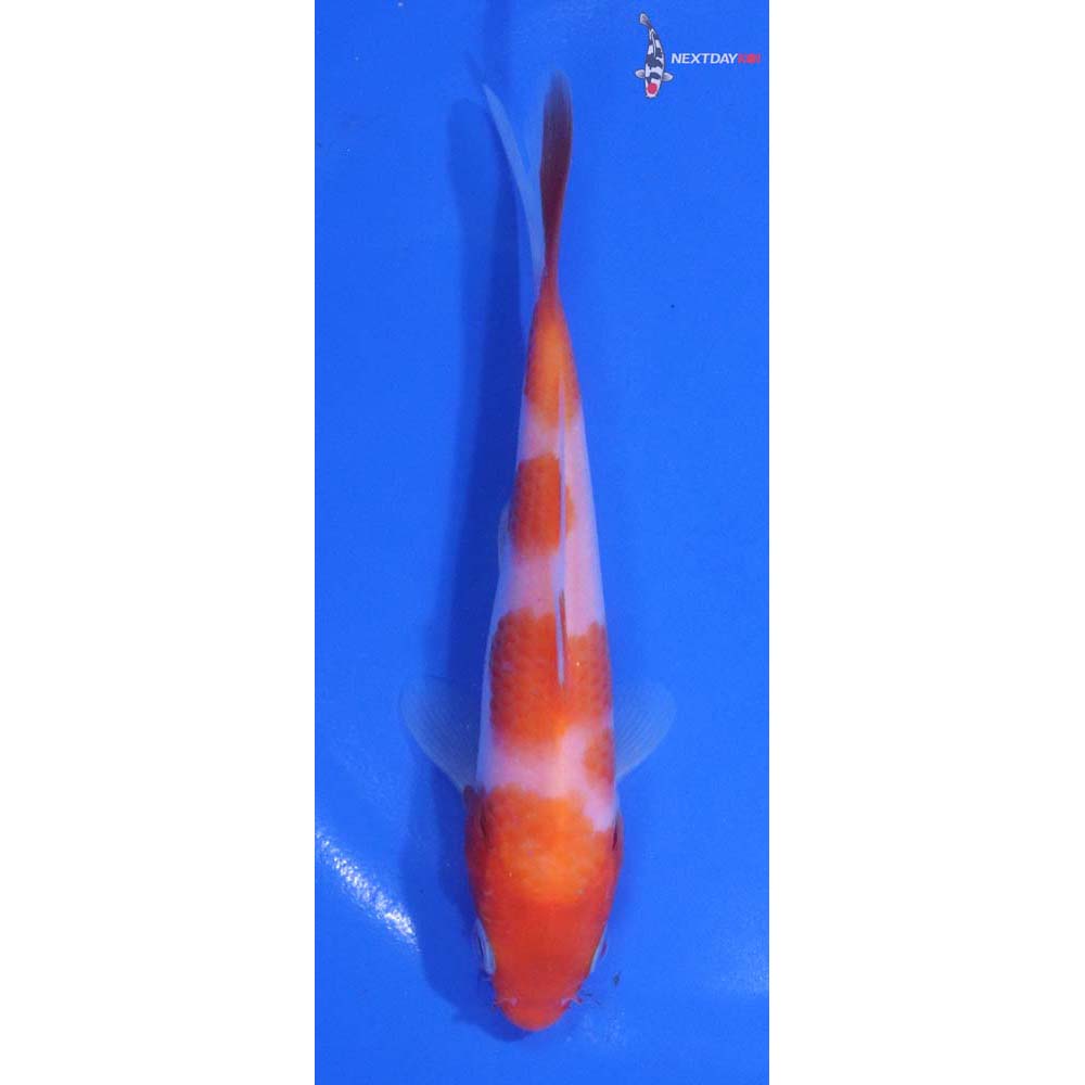5” Imported Kohaku