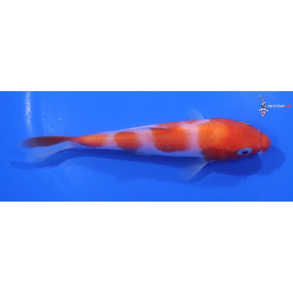 5” Imported Kohaku