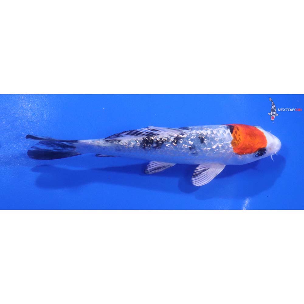 5” Imported Gin Rin Yamato Nishiki