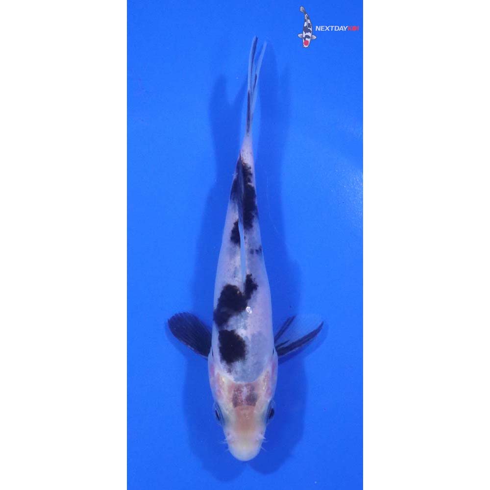 5” Imported Shiro Bekko